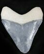 Serrated  Bone Valley Megalodon Tooth #22899-1